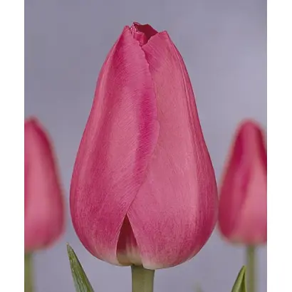 Barcelona / Барселона