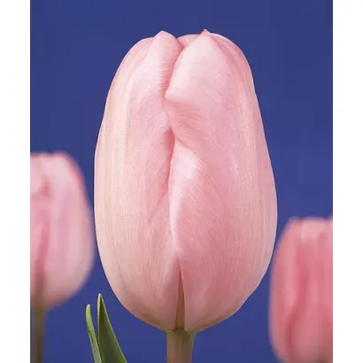 Baronesse / Баронесса