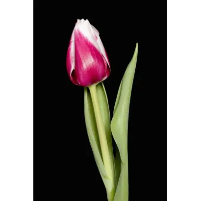 Barramansa / Барраманса