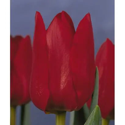 Bastogne / Бастогнэ