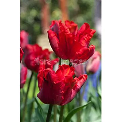 Bastogne Parrot / Бастогнэ Паррот