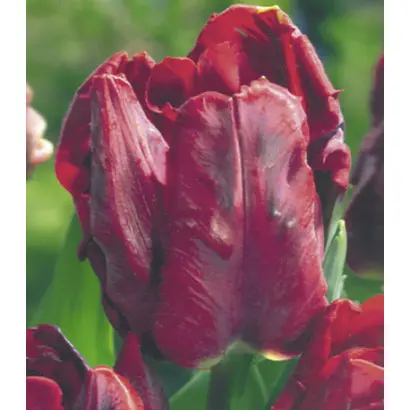 Bastogne's Parrot / Бастогнэ'с Паррот