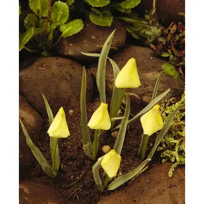 batalinii / баталинии