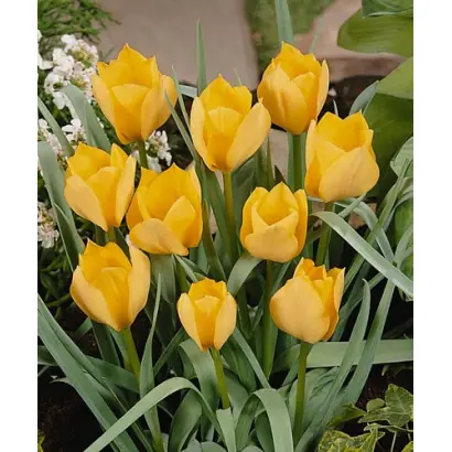 batalinii 'Bright Gem' / баталинии 'Бригhт Гэм'