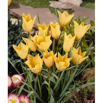 batalinii 'Bronze Charm' / баталинии 'Бронзэ Чарм'