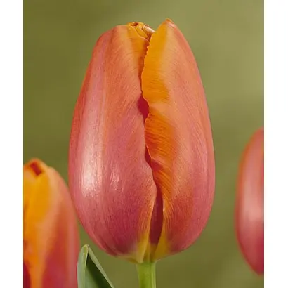 Batavia / Батавиа