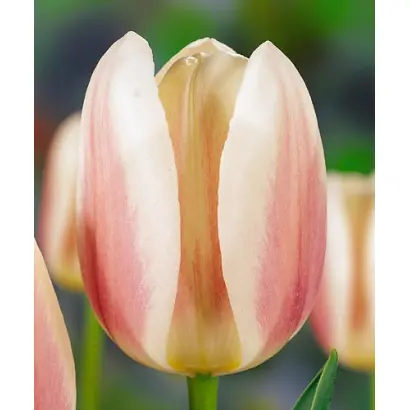 Beau Monde / Бэау Мондэ