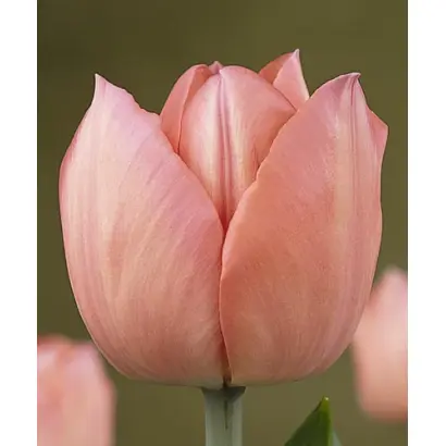 Beauty Queen / Бюти Квин