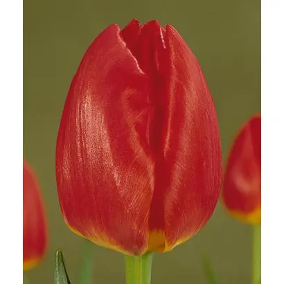 Benny Neyman / Бэнни Нейман