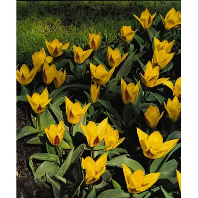 Berlioz / Бэрлиоз