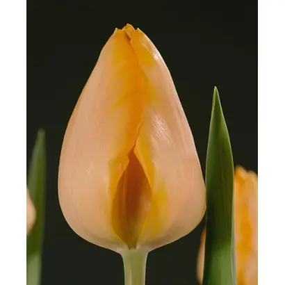 Bestseller / Бестсейлер