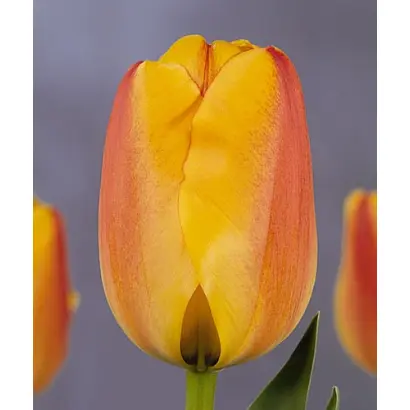 Bienvenue / Бинвенью