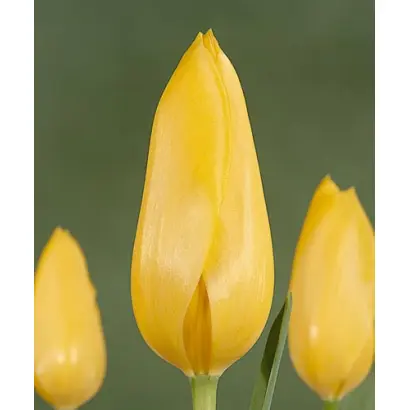 Big Smile / Биг Смайл