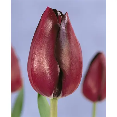 Black Diamond / Блэк Даймонд