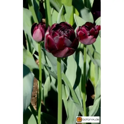 Black Hero / Блэк Херо