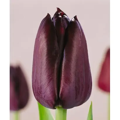 Black Horse / Блэк Хорс