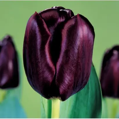 Black Jack / Блэк Джек