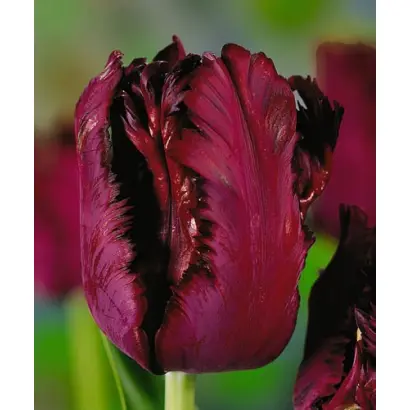 Black Parrot / Блэк Паррот