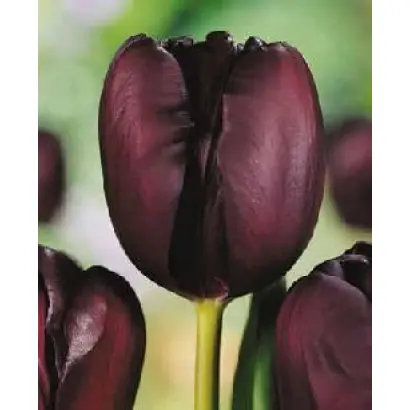 Black Star / Блэк Стар