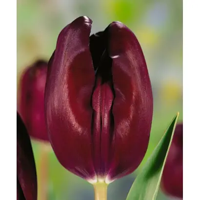 Blackout / Блакаут