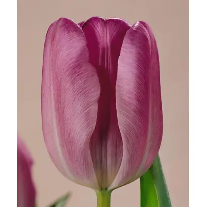 Blauwe Wimpel / Блауwе Вимпел