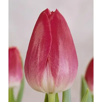 Blenda / Бленда