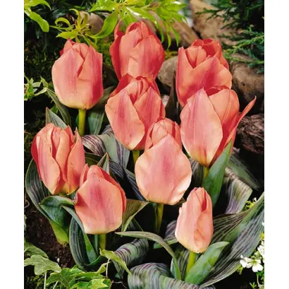 Blessing / Блэссинг