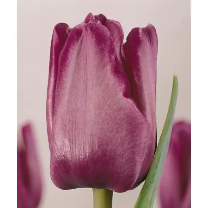 Bleu Aimable / Блэу Аимаблэ