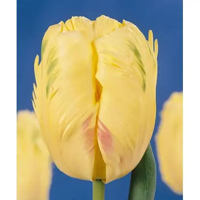 Blondine / Блондин