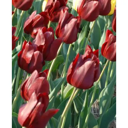 Bloody Mary / Кровавая Мерри