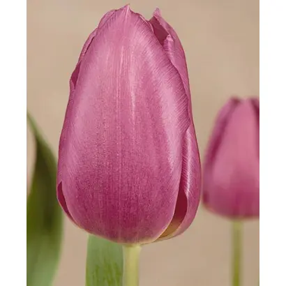 Blue Beauty / Блу Бюти