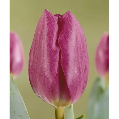 Blue Champion / Блу Чемпион