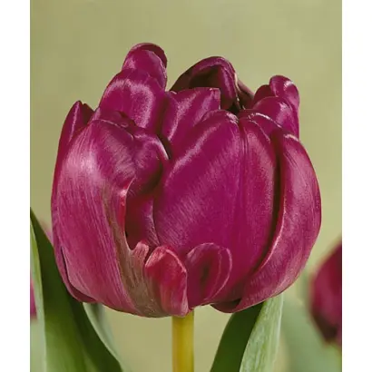 Blue Diamond / Блу Даймонд