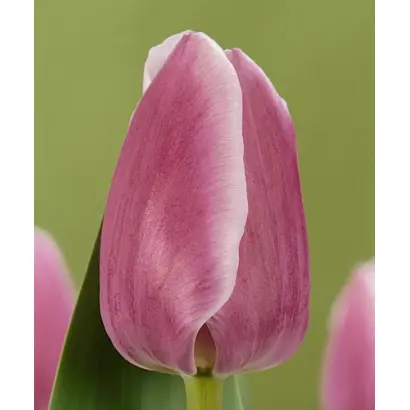 Blue Eyes / Блу Айсес