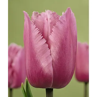 Blue Heron / Блу Херон