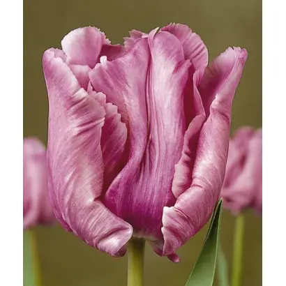 Blue Parrot / Блу Паррот