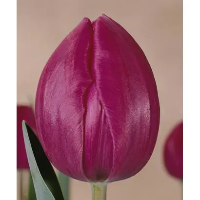 Blue Ribbon / Блуэ Риббон