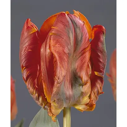 Blumex / Блумэкс