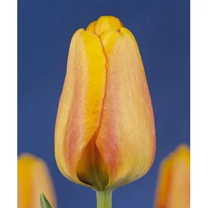 Blushing Apeldoorn / Блушинг Апэлдоорн