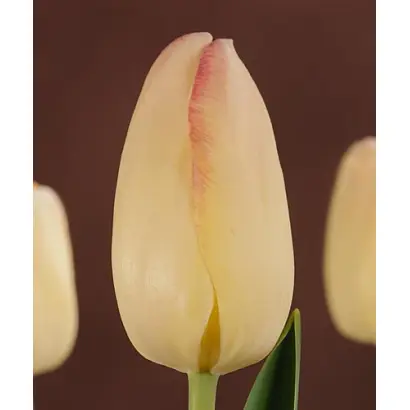 Blushing Bride / Блушинг Бридж