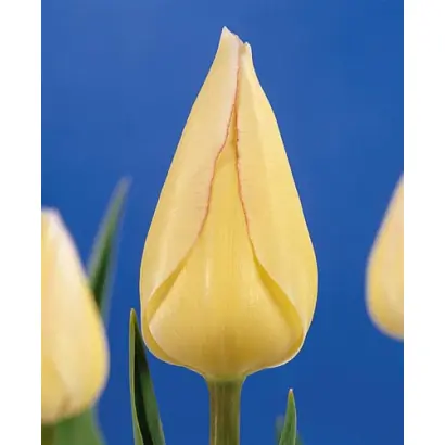 Blushing Girl / Блушинг Герл