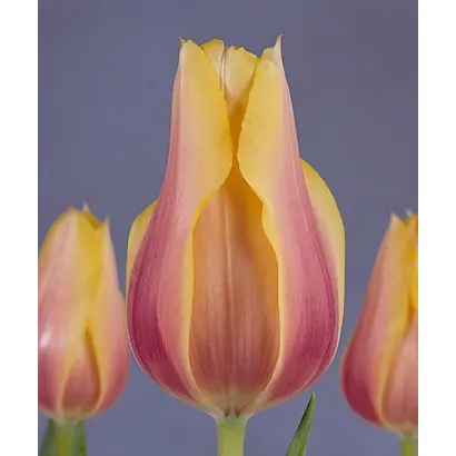 Blushing Lady / Блушинг Лади