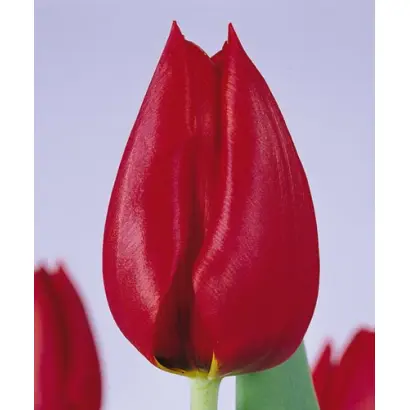 Blushing Valery / Блушинг Валерия