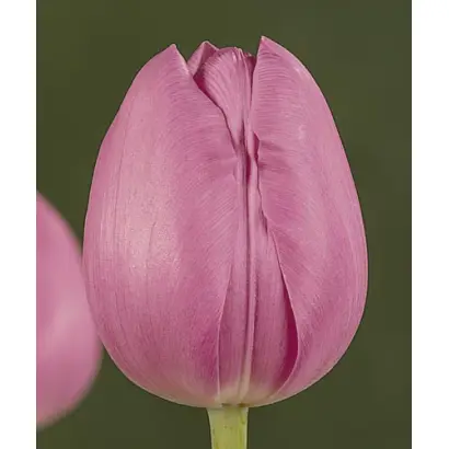 Boccherini / Боччерини