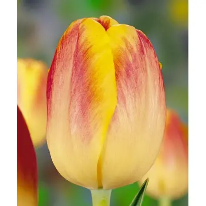 Bodyguard / Бодигуард