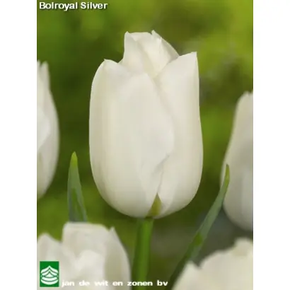 Bolroyal Silver / Болроял Сильвер