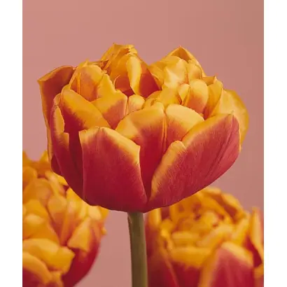 Bonanza / Бонанза