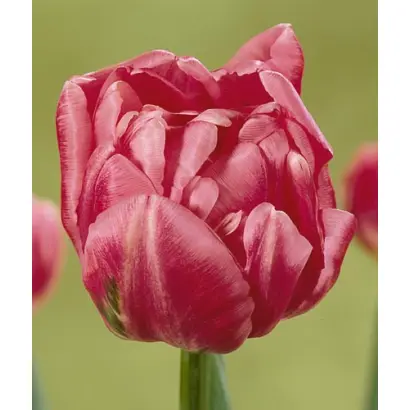 Bonsoir / Бонсоир