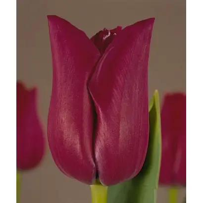 Bordeaux / Бордэукс