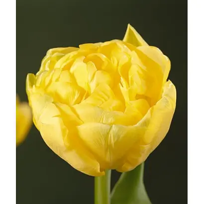 Boule d'Or / Боулэ д'Ор